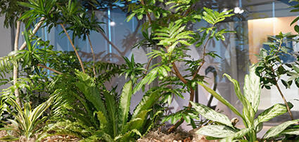 Plants installed with consideration for employee health