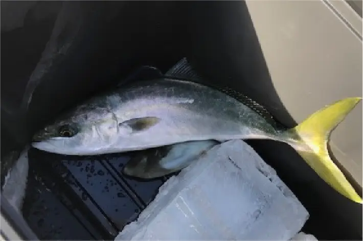 大物を釣ったのは、引率いただいた県職員の方でした（笑）